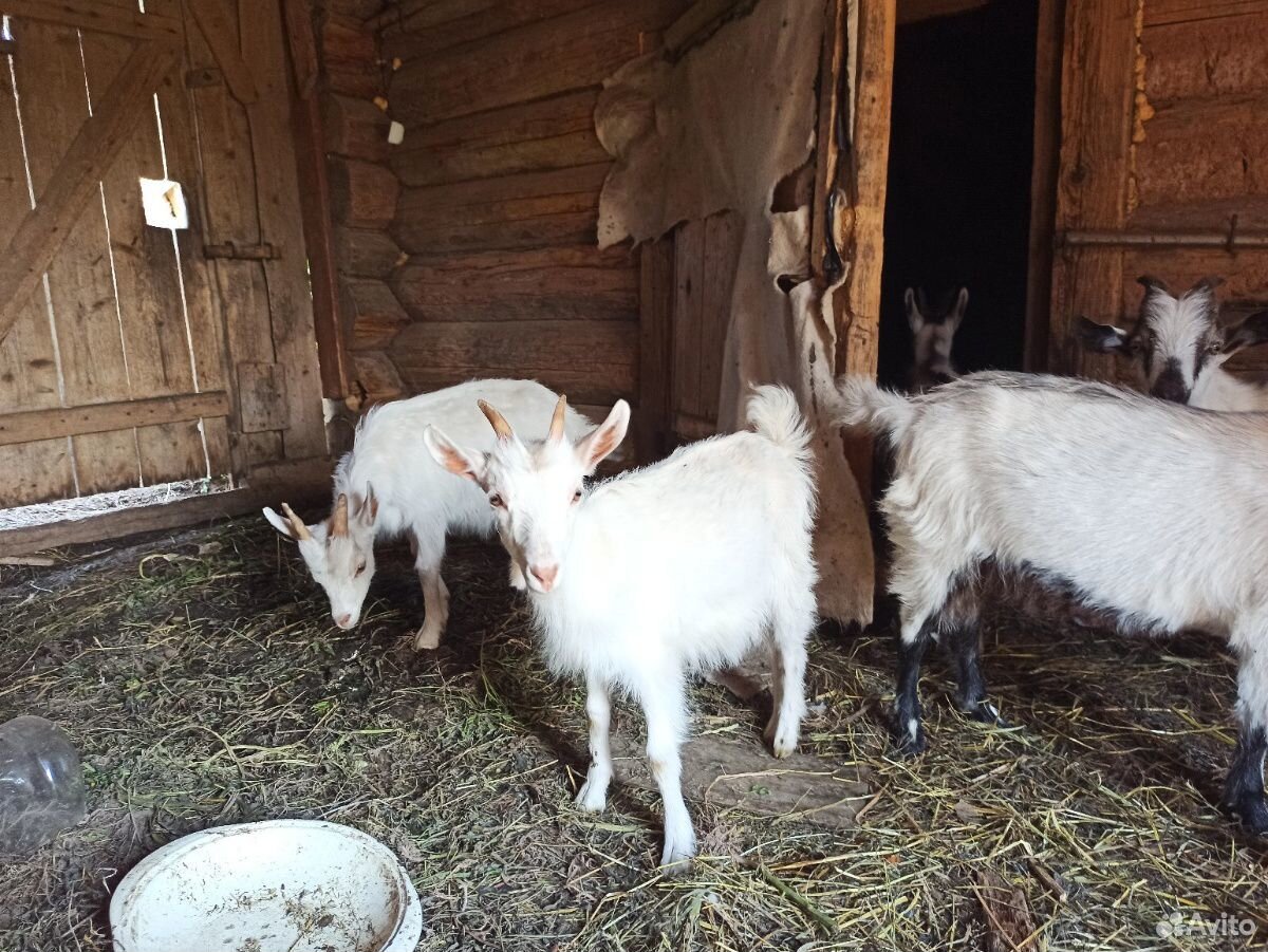 Молодые коза и козлы (возраст полгода) купить на Зозу.ру - фотография № 5