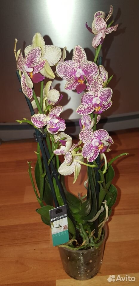 Орхидеи и антуриумы купить на Зозу.ру - фотография № 7