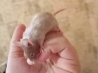 Мыши, мышки, мышата объявление продам