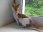 Кошечка ищет дом объявление продам