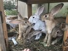 Кролики на разведение объявление продам