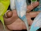 Птенцы волнистых попугаев объявление продам