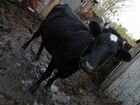 Корова и телёнок объявление продам