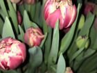 Тюльпаны оптом объявление продам
