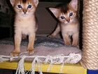Абиссинские котята малыши объявление продам