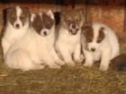 Продам щенков западно сибирской лайки 2.5 месяцев объявление продам