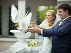 Выпуск голубей на свадьбы,прпздники объявление продам