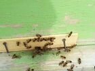 Сильные здоровые пчелосемьи объявление продам