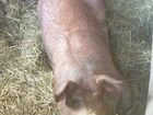 Свинка породы дюрок объявление продам