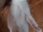 Котята сибирской кошки объявление продам