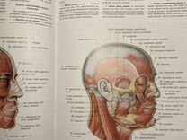 Мышцы шеи атлас Синельникова