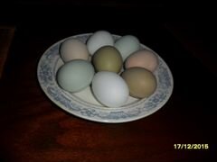 Инкубационное яйцо помесных кур