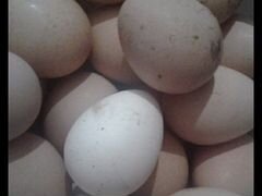 Цесарка (яйцо инкубационное)