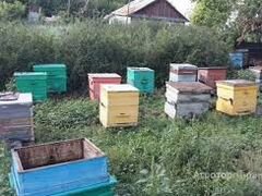 Продам пчелосемьи 15 домиков