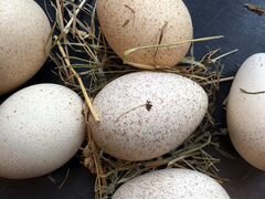 Яйца домашней птицы, инкубационное