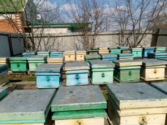 Продам пчёл