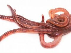 Ккч-Eisenia foctida-калифорнийские черви