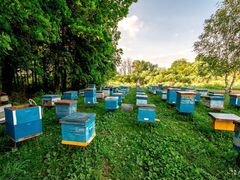 Пчёлы пчелосемьи пасека