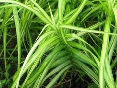 Осока пальмолистная variegata (многолетник)