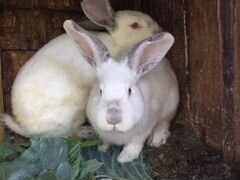 Кролики на потомство