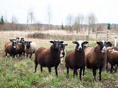 Овцы кросс романовская и дорпер