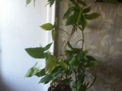 Сингониум домашняя лиана с декоративными листьям