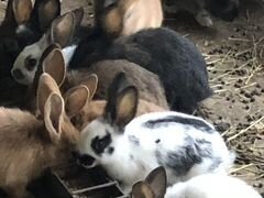 Домашние кролики