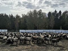 Овцы романовской породы племенные чистопородные