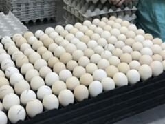 Инкубационное Яйцо