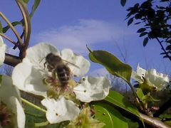 Пчеломатки кавказянка