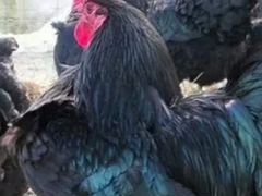 Цыплята мясо-яичные Австролорп,Андолузская голубая