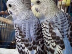 Попугай попугайчики волнистый самец 2шт красавчик