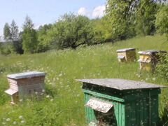 Улей для пчёл