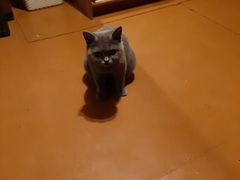 Кошечка британка ищет котика