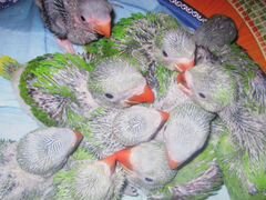 Птенцы ожереловых попугаев,недельные