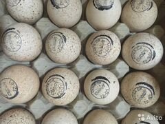 Инкубационное яйцо из России и Европы