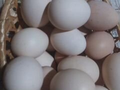 Инкубационное яйца черного Австролорпа