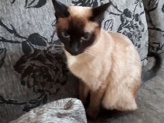Нужен сиамский кот для вязки