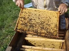 Пчелосемьи 7 шт