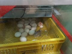 Цыплята, яйцо инкубационное