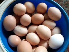 Яйцо домашних кур
