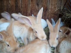Кролики породы Калифорнийский, голоден ризен и пом