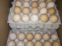 Инкубационное яйцо бройлера кобб 500, цыплята