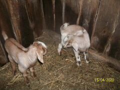Продам или обменяю нубийских козлят родились 12.04