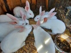 Продам Породистых кроликов