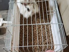 Кролик с клеткой
