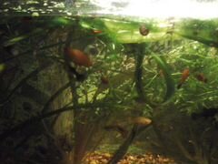 Рыбки аквариумные в Сергиевом Посаде