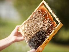 Продам пчёл, пчелопакеты