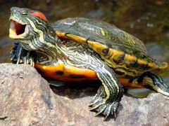 Черепаха красноухая,водяная