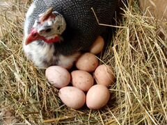 Инкубационные яйца цесарок